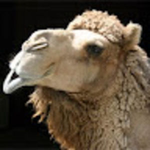 Meet your Posher, Caleb